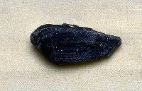 藏品(其他海蛤)的圖片